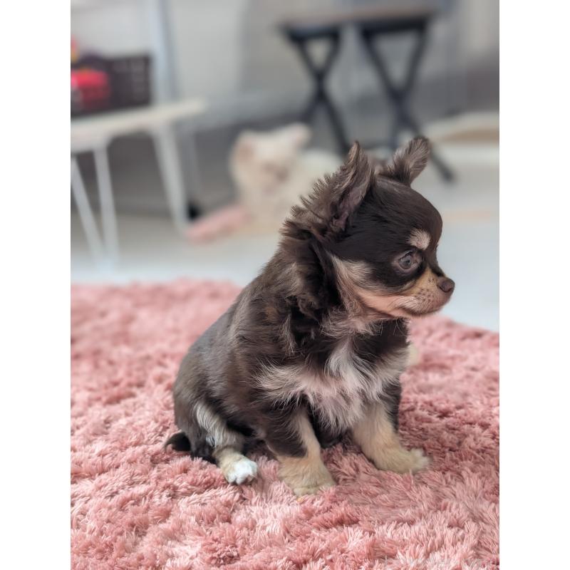 販売中の北海道のチワワ(ロングコート)-443809の6枚目