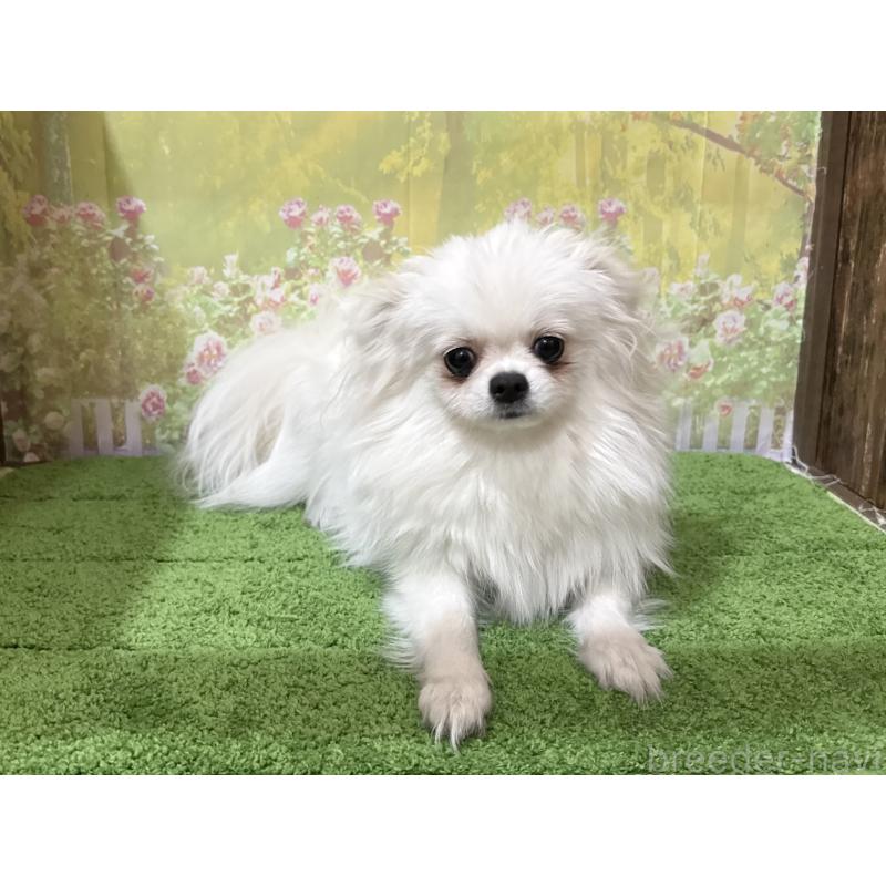 販売中の埼玉県のミックス犬-394109の5枚目