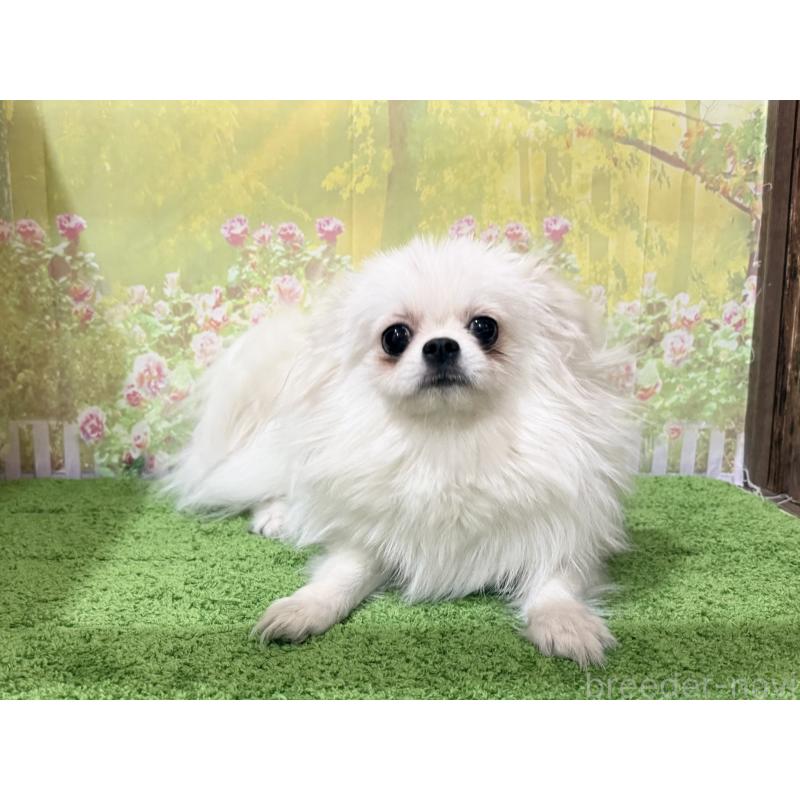 販売中の埼玉県のミックス犬-394109の4枚目