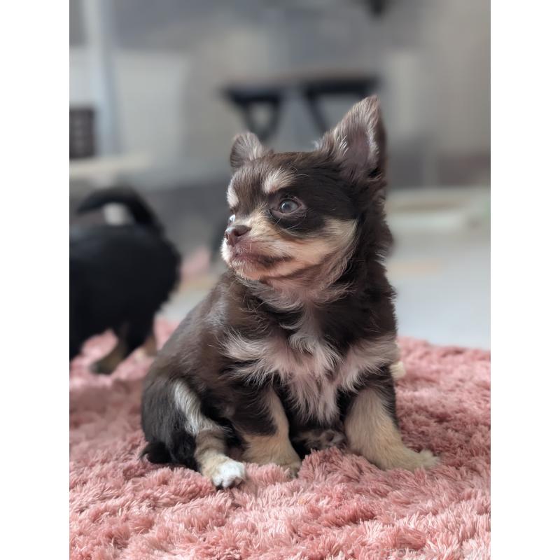 販売中の北海道のチワワ(ロングコート)-443809の5枚目