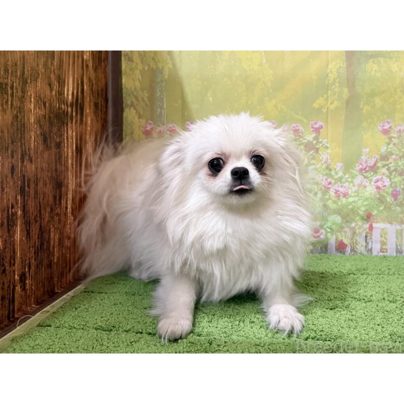 販売中の埼玉県のミックス犬-394109の3枚目