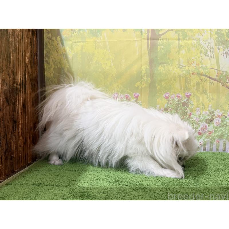 販売中の埼玉県のミックス犬-394109の2枚目