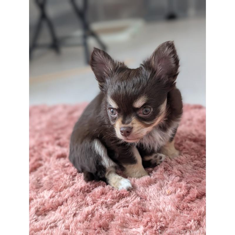 販売中の北海道のチワワ(ロングコート)-443809の4枚目