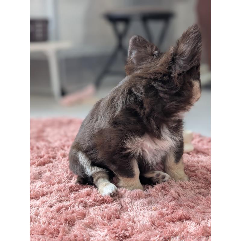 販売中の北海道のチワワ(ロングコート)-443809の3枚目