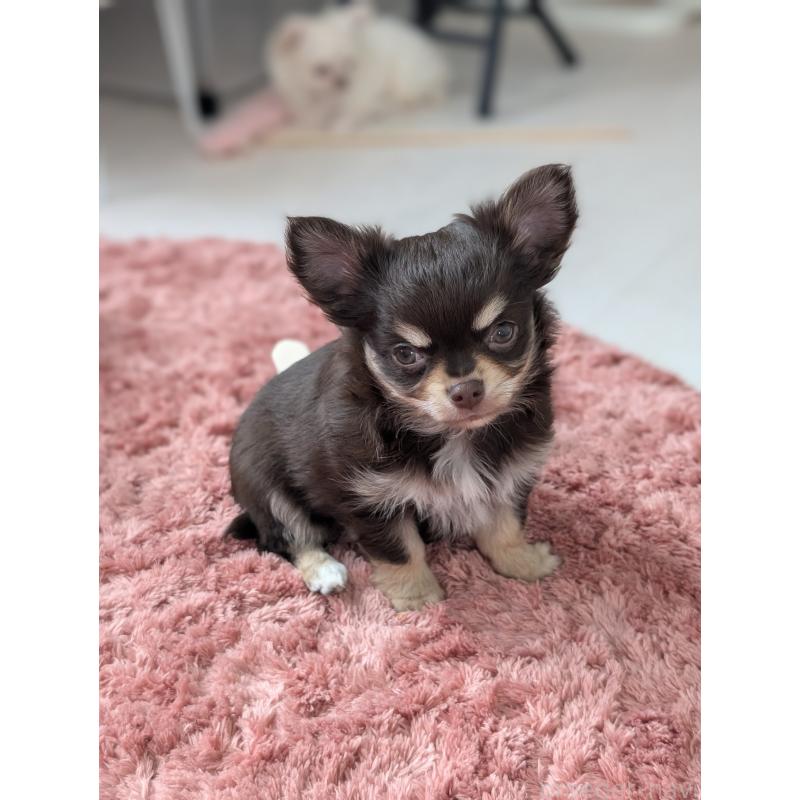 販売中の北海道のチワワ(ロングコート)-443809の2枚目