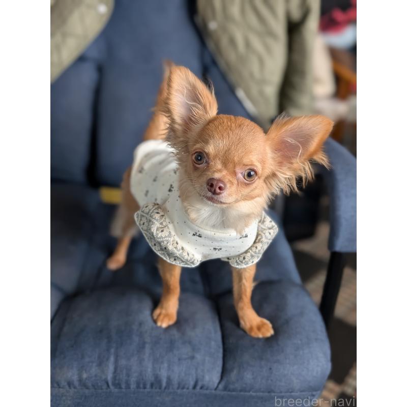 成約済の北海道のチワワ(ロングコート)-443842の8枚目