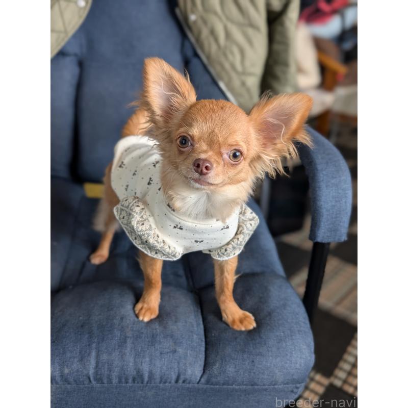 成約済の北海道のチワワ(ロングコート)-443842の7枚目