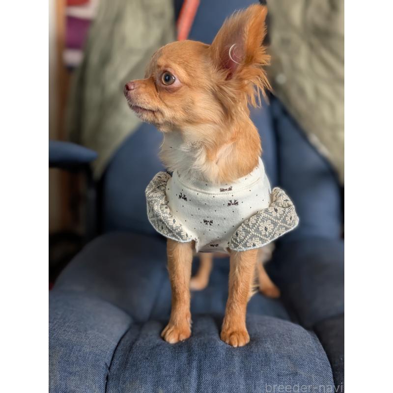 成約済の北海道のチワワ(ロングコート)-443842の5枚目