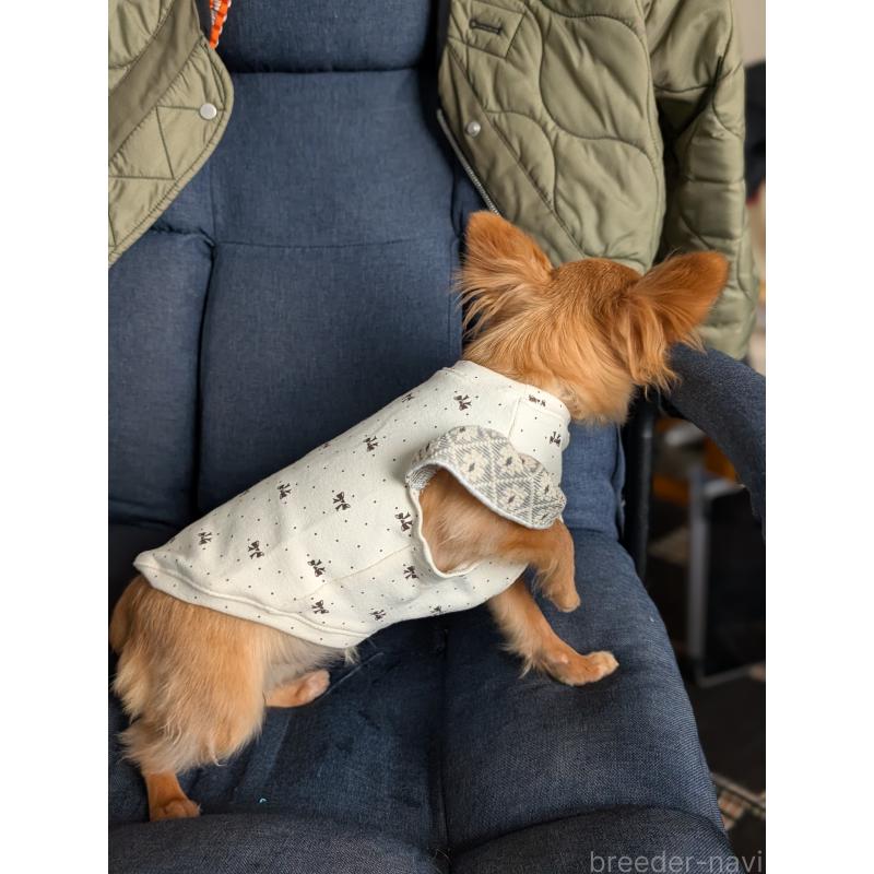 成約済の北海道のチワワ(ロングコート)-443842の4枚目