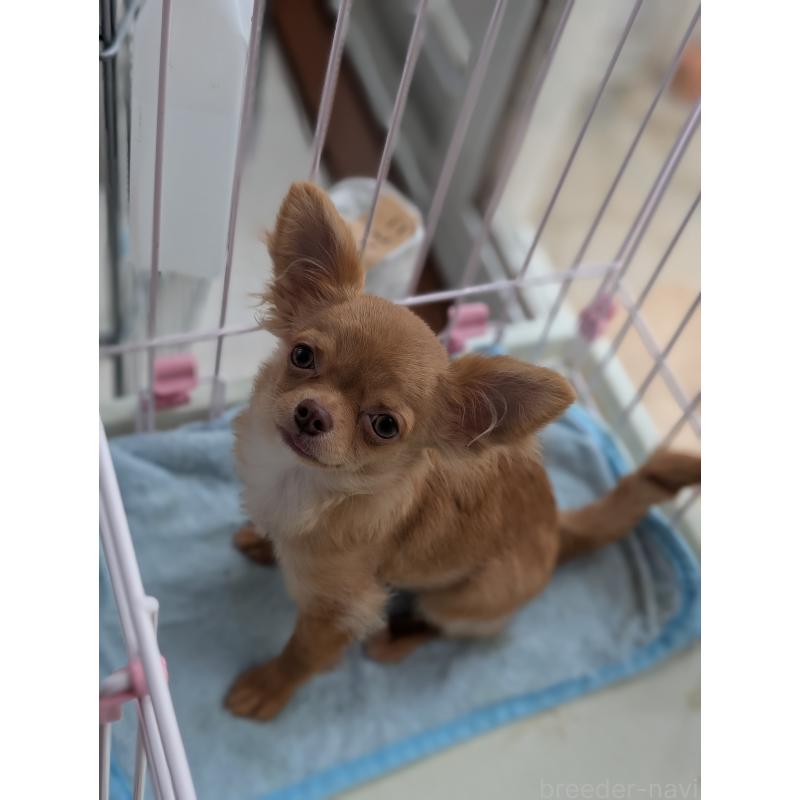 成約済の北海道のチワワ(ロングコート)-443842の3枚目