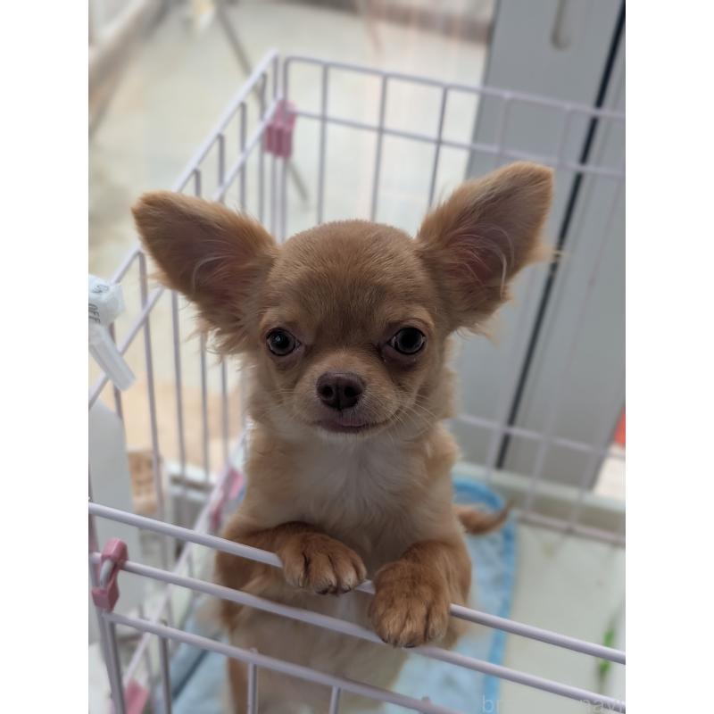 成約済の北海道のチワワ(ロングコート)-443842の2枚目