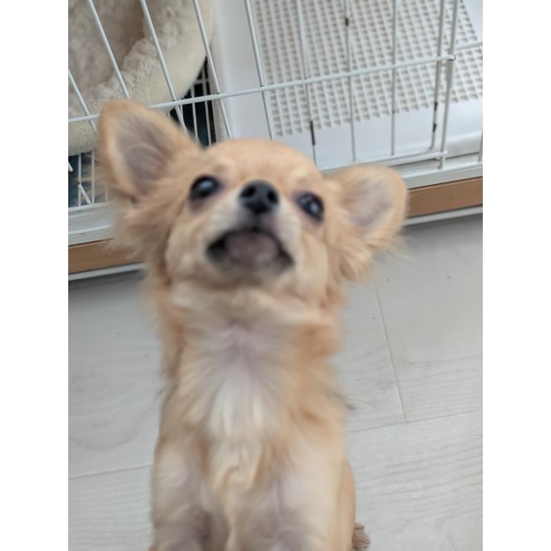 販売中の北海道のチワワ(ロングコート)-443845の6枚目