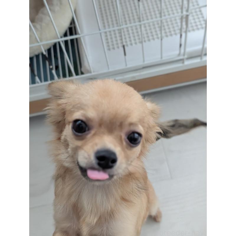 販売中の北海道のチワワ(ロングコート)-443845の5枚目