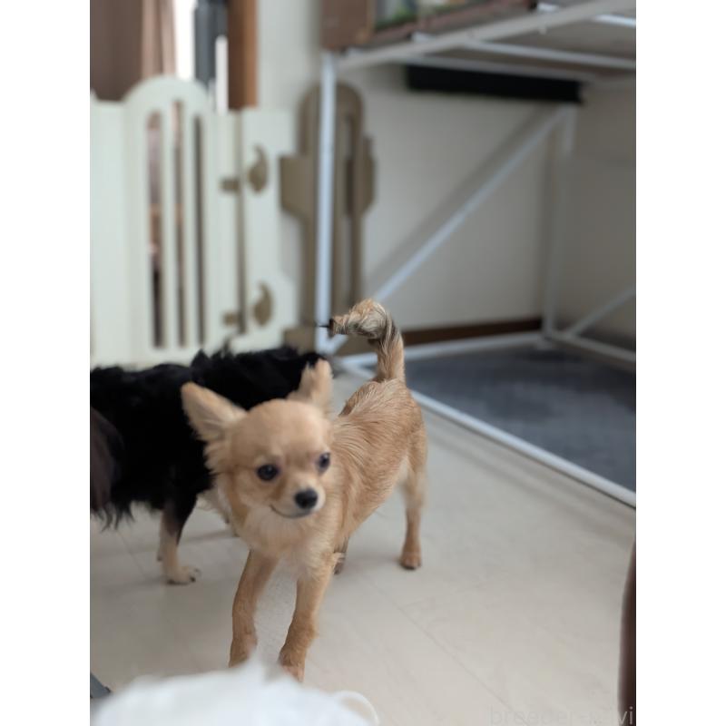 販売中の北海道のチワワ(ロングコート)-443845の4枚目