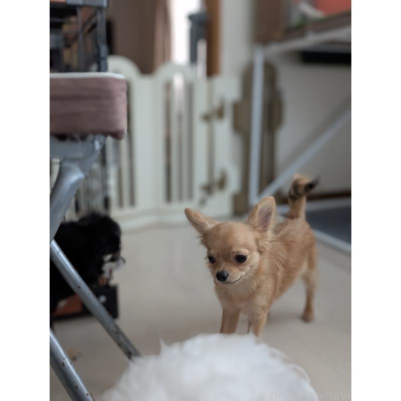 販売中の北海道のチワワ(ロングコート)-443845の3枚目