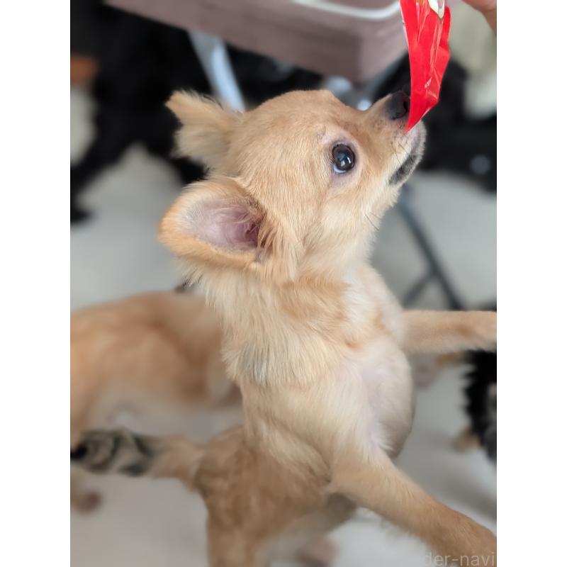 販売中の北海道のチワワ(ロングコート)-443845の2枚目