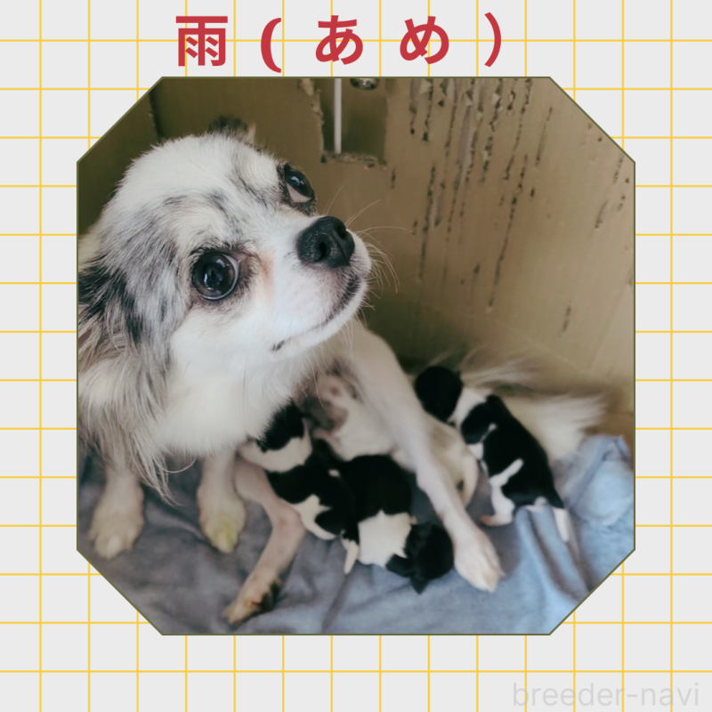 雨ちゃん2枚目