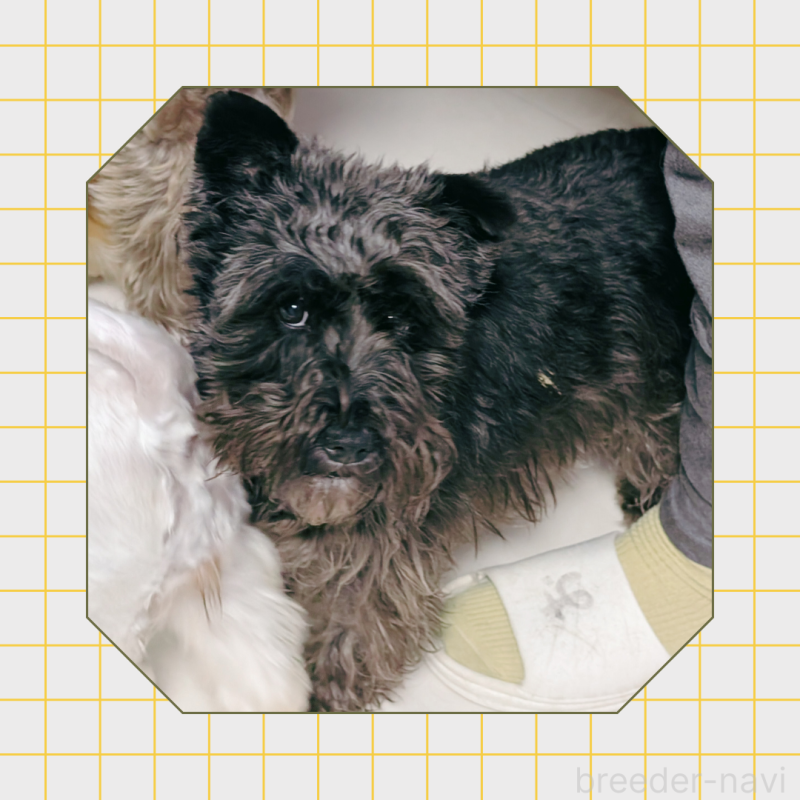 ノエルちゃん2枚目