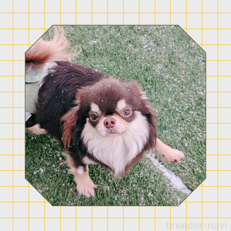 桃太郎くん2枚目