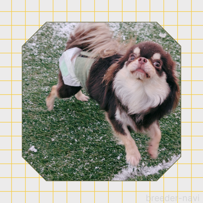 桃太郎くん3枚目