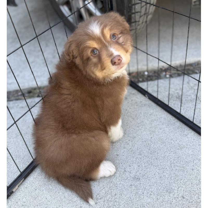 ♀︎オーストラリアンシェパード