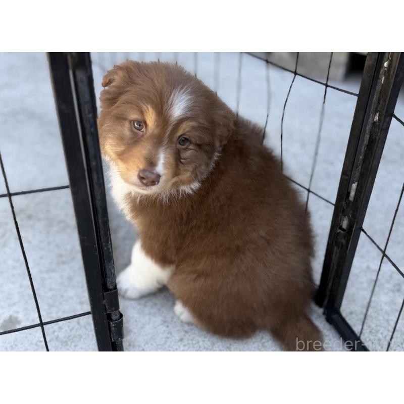 成約済の山梨県のオーストラリアンシェパード-436373の6枚目