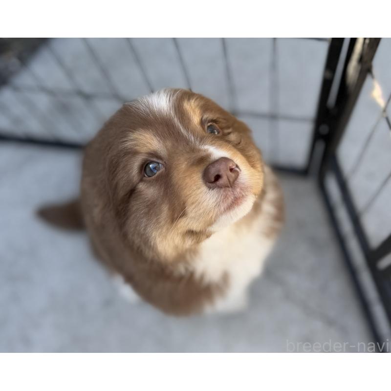 成約済の山梨県のオーストラリアンシェパード-436373の5枚目