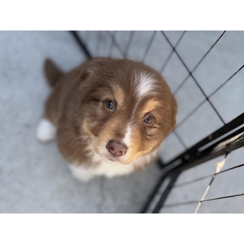 成約済の山梨県のオーストラリアンシェパード-436373の4枚目