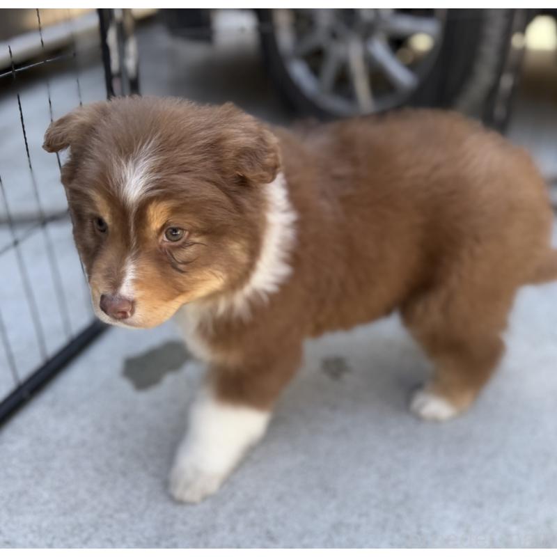 成約済の山梨県のオーストラリアンシェパード-436373の3枚目