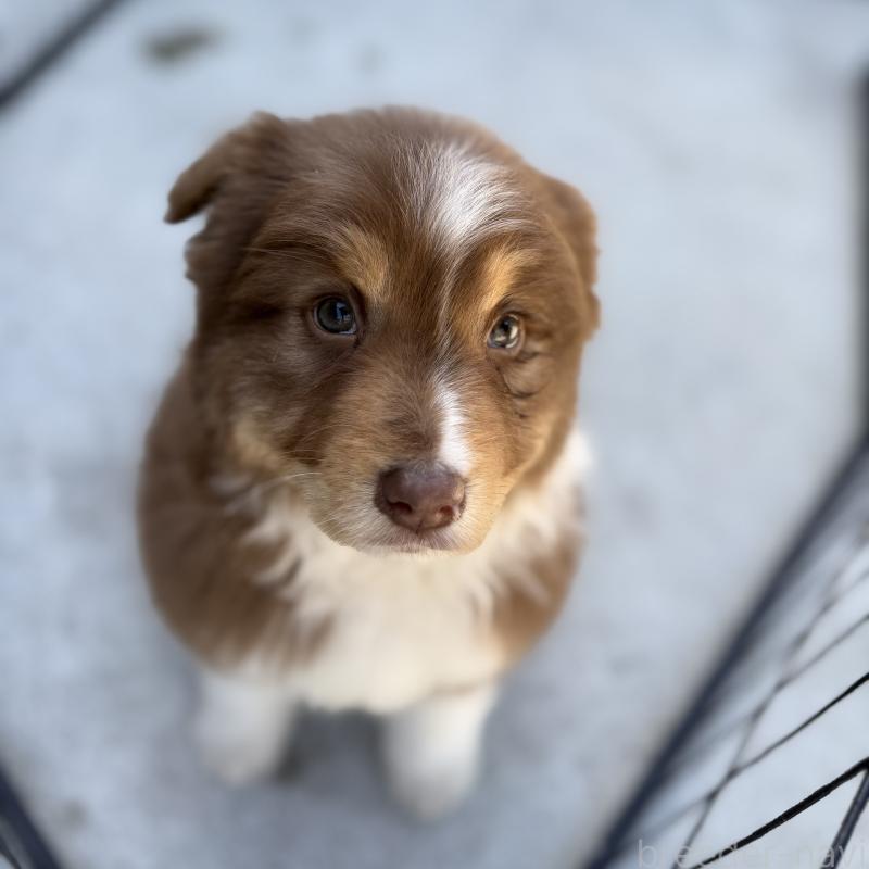 成約済の山梨県のオーストラリアンシェパード-436373の2枚目