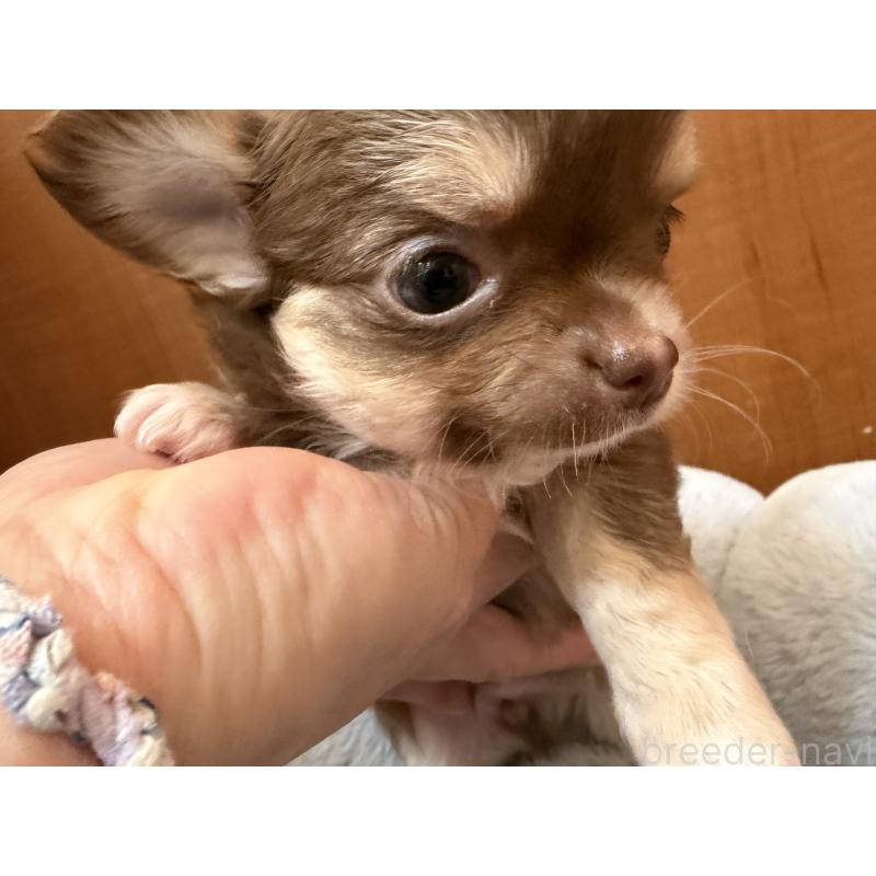 販売中の神奈川県のチワワ(ロングコート)-436511の15枚目