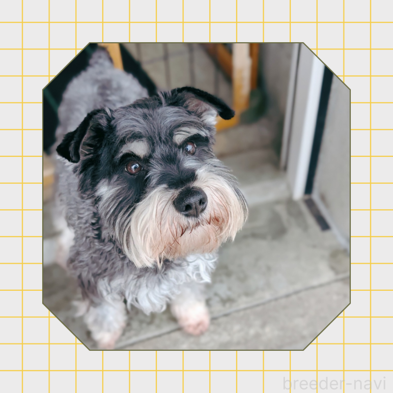 アロハちゃん2枚目