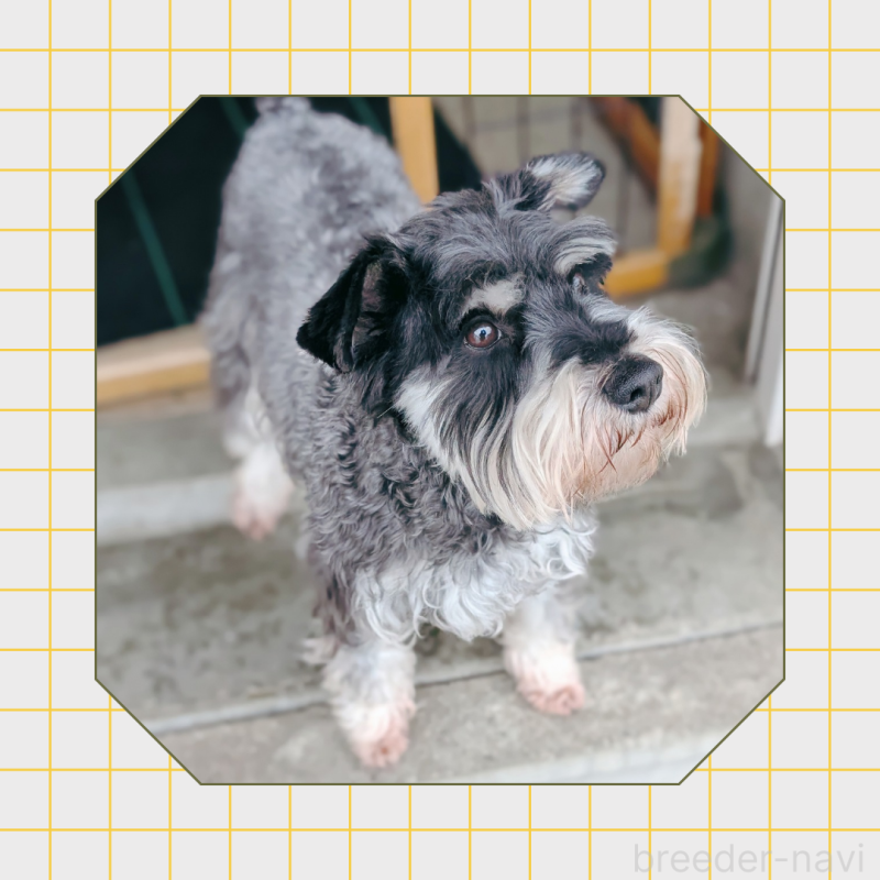 アロハちゃん3枚目