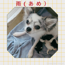 母親犬