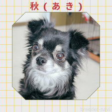 母親犬