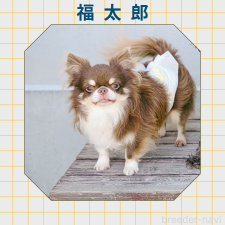 父親犬