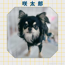 父親犬