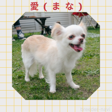 母親犬