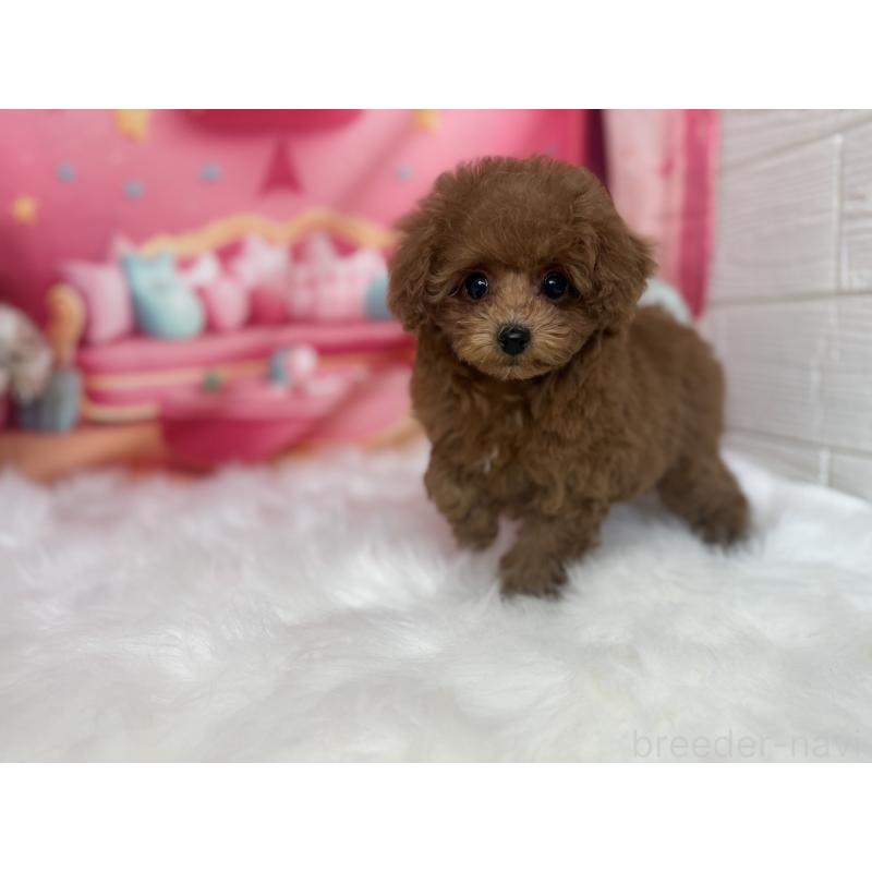 成約済の愛知県のティーカッププードル-442836の2枚目