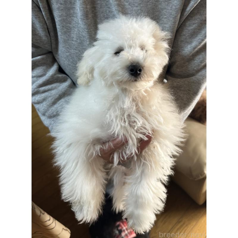 販売中の三重県のタイニープードル-425543の19枚目