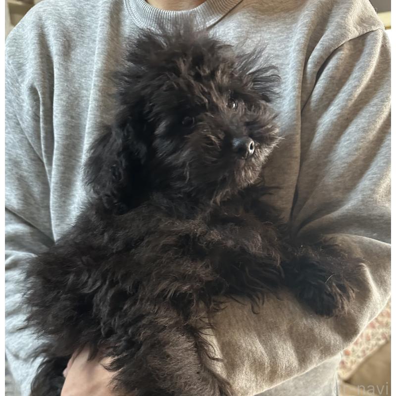 販売中の三重県のタイニープードル-425541の6枚目