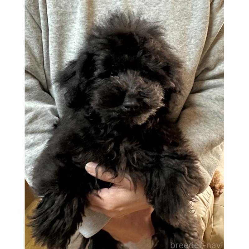 販売中の三重県のタイニープードル-425541の5枚目