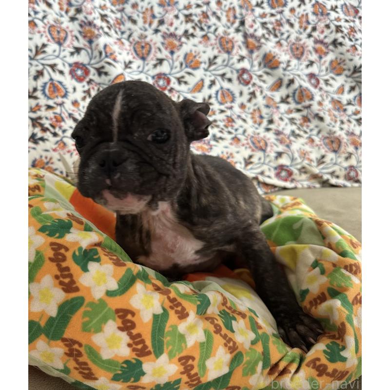 成約済の三重県のフレンチブルドッグ-432372の5枚目