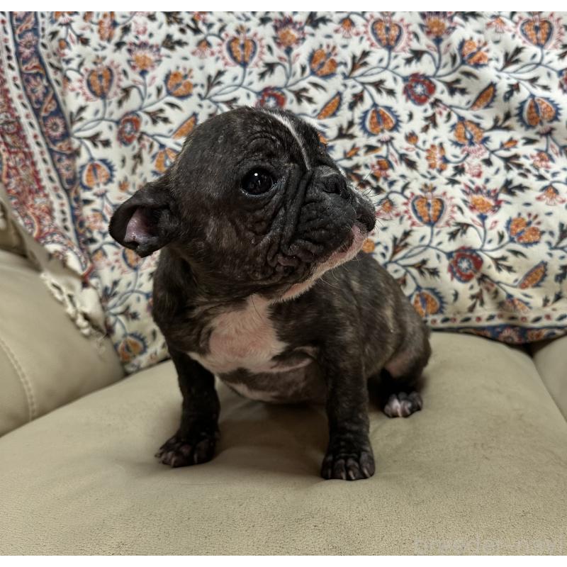 成約済の三重県のフレンチブルドッグ-432372の4枚目