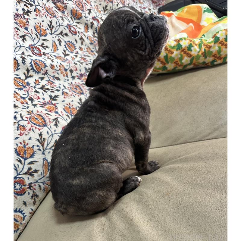 成約済の三重県のフレンチブルドッグ-432372の3枚目