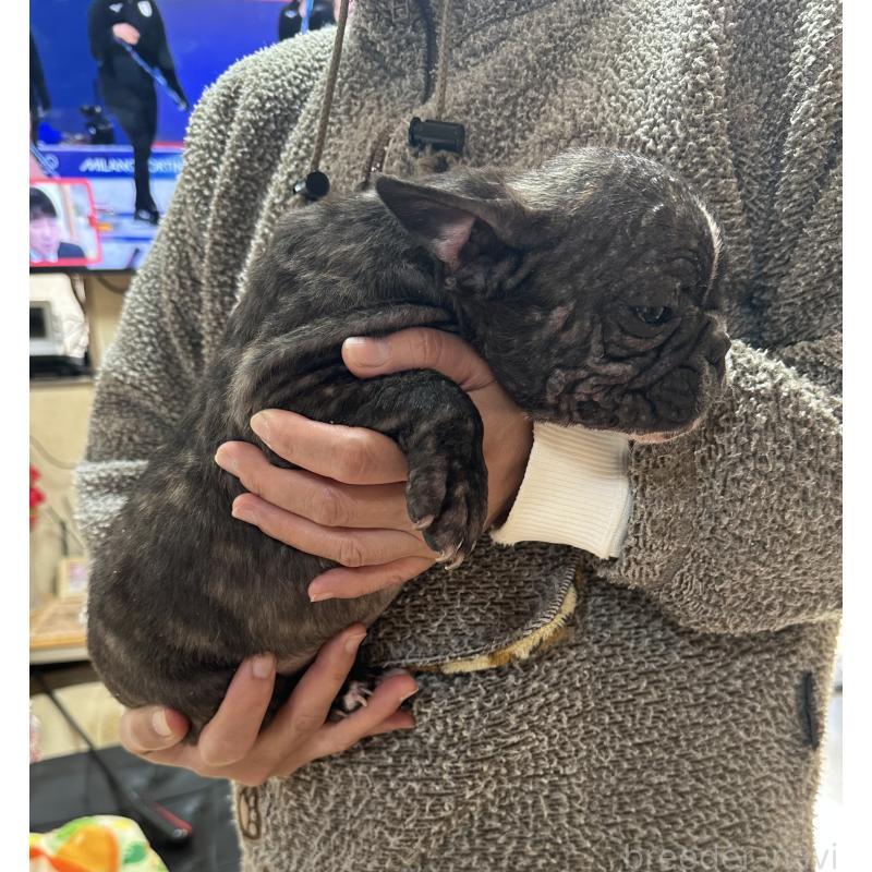 成約済の三重県のフレンチブルドッグ-432372の2枚目