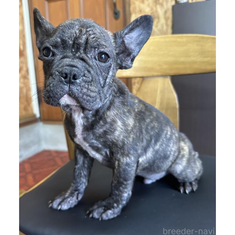 成約済の三重県のフレンチブルドッグ-432379の6枚目