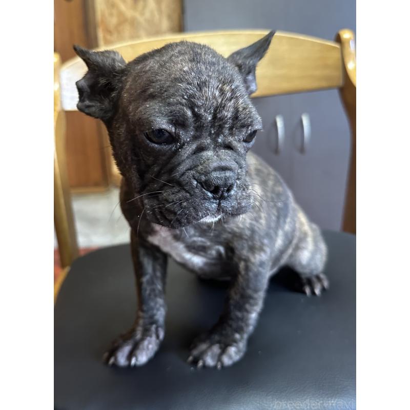 成約済の三重県のフレンチブルドッグ-432379の5枚目