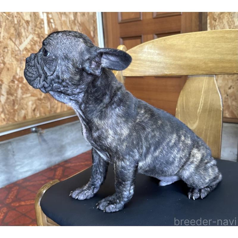 成約済の三重県のフレンチブルドッグ-432379の4枚目