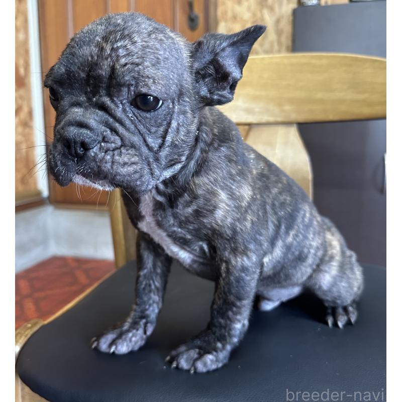 成約済の三重県のフレンチブルドッグ-432379の3枚目